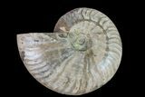 Silver Iridescent Ammonite (Cleoniceras) Fossil - Madagascar #159370-1